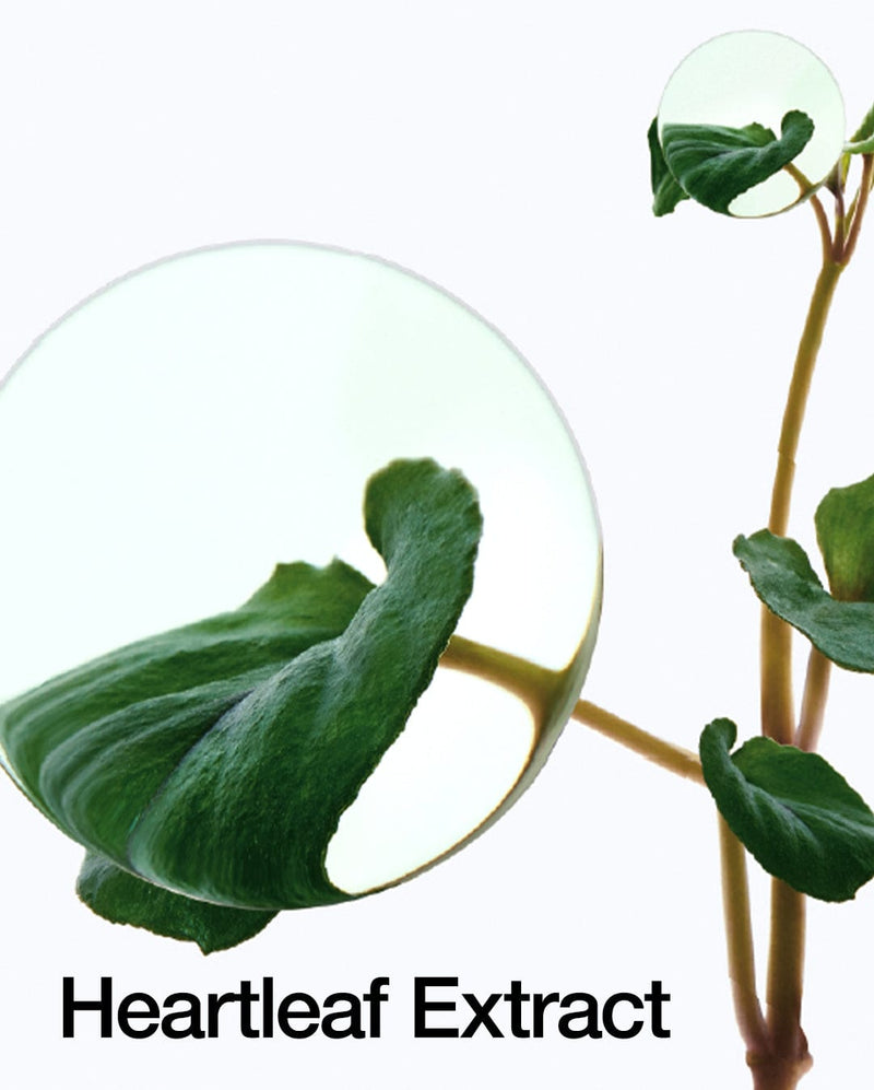 ANUA – Heartleaf 77% Soothing Toner - MY Little Corée
